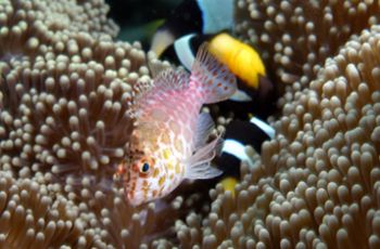 Splendid Hawkfish cohabitating with anemone fish. Milne B... by Andy Lerner 